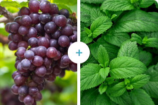 Technology Buletedan