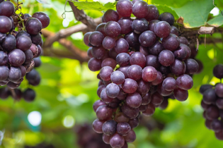 Technology Buletedan